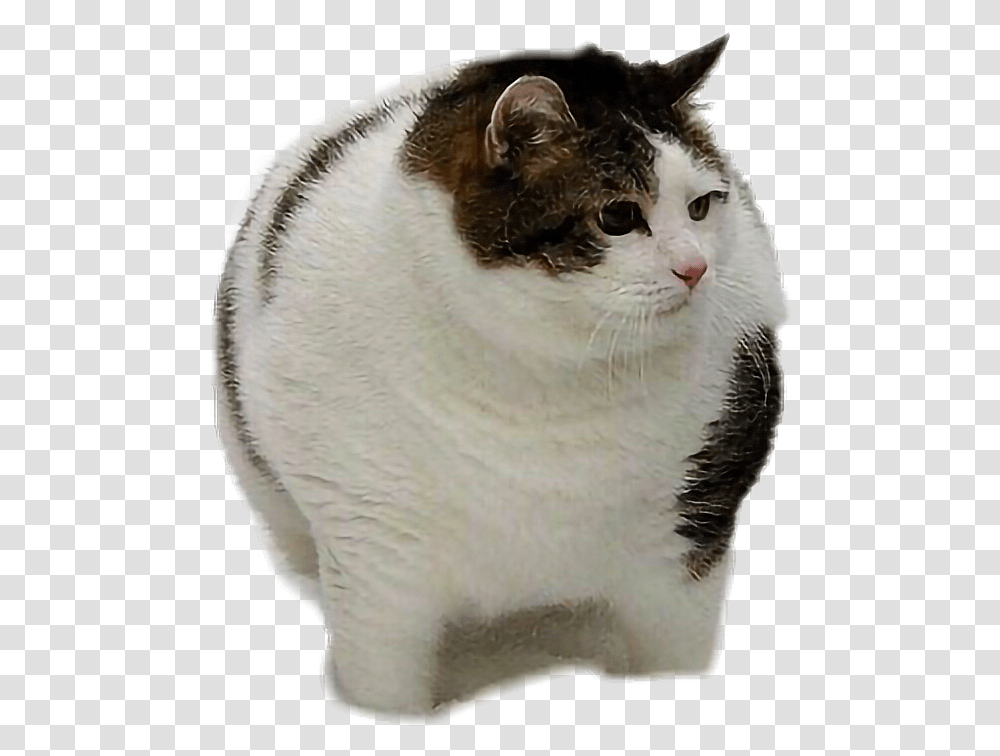 Fat Cat Fatcat Oh Lawd He Comin Cat, Manx, Pet, Mammal, Animal Transparent Png