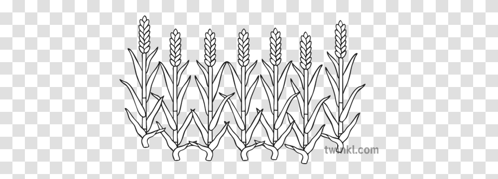 Fat Corn Stalks Black And White 4 Line Art, Stencil, Symbol, Plant, Emblem Transparent Png