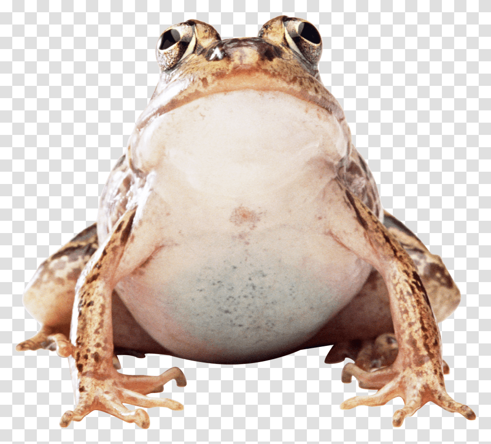 Fat Frog Frog, Amphibian, Wildlife, Animal, Fungus Transparent Png