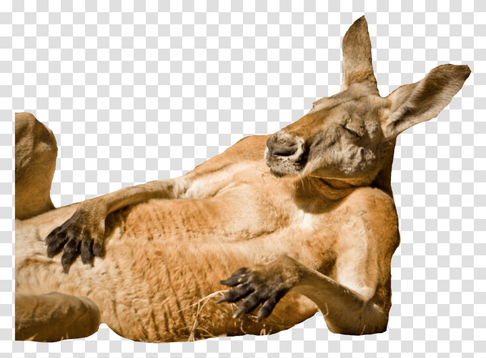 Fat Kangaroo Blank Template Imgflip Animals Chilling, Lion, Wildlife, Mammal, Wallaby Transparent Png