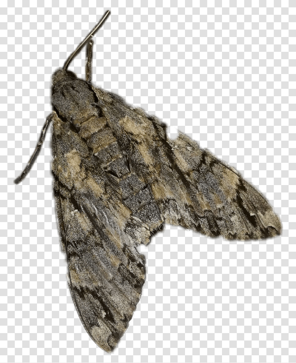 Fat, Moth, Butterfly, Insect, Invertebrate Transparent Png