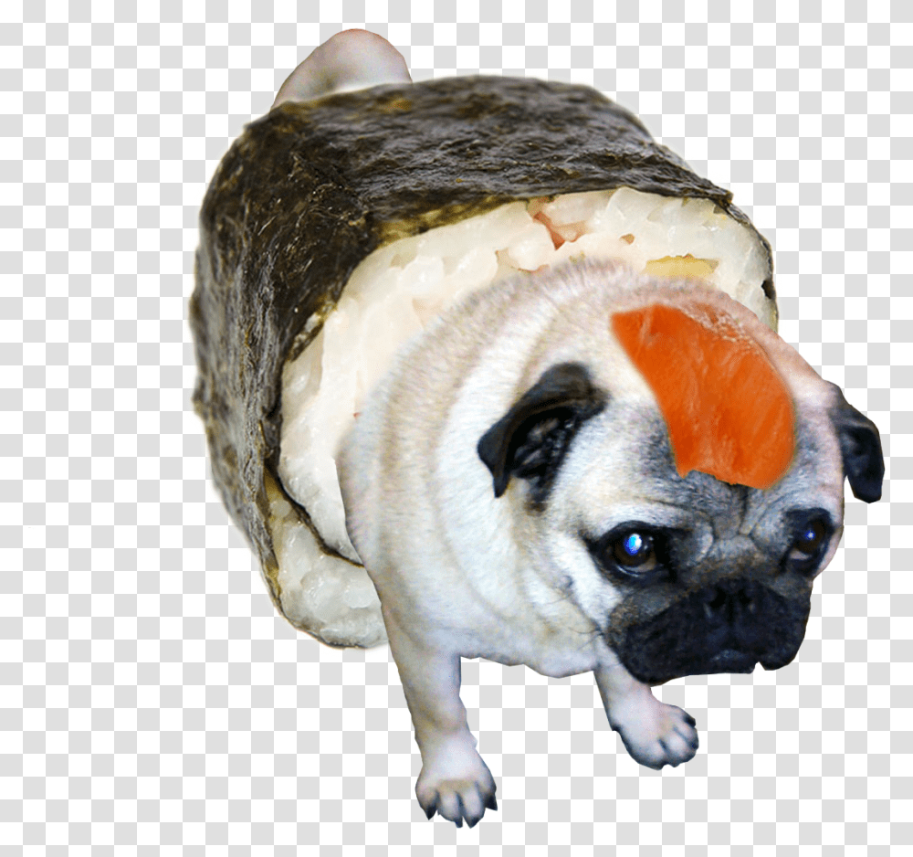 Fat Pug, Animal, Mammal, Pet, Canine Transparent Png