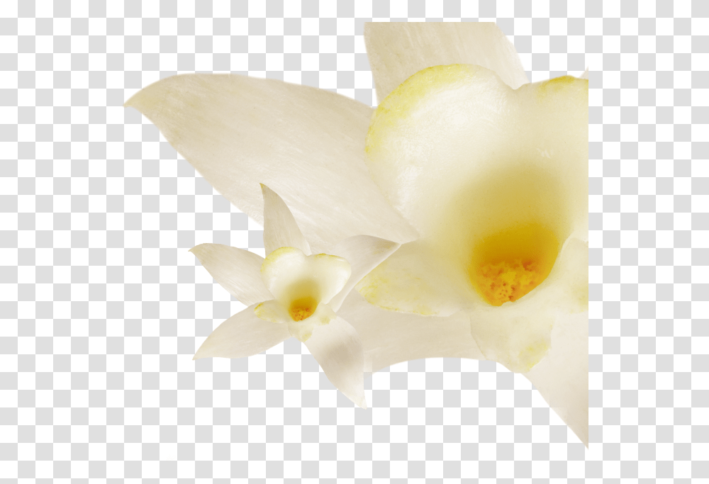 Fat Vanilla, Plant, Petal, Flower, Daffodil Transparent Png