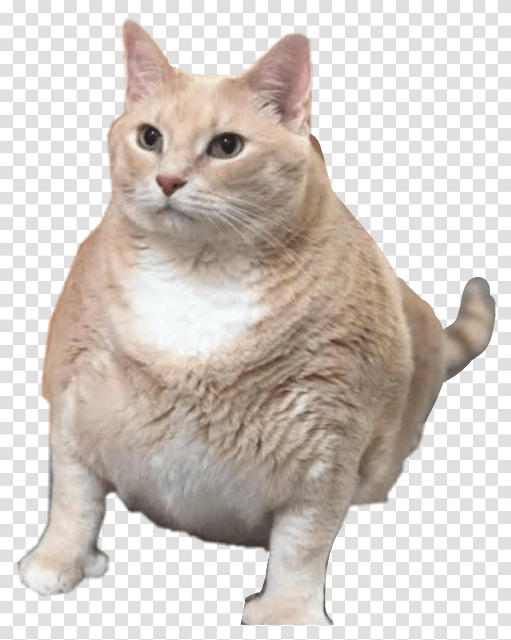 Fatcat Fat Cat Sticker Fatcat Freetoedit Chonk Cat With Thumbs, Pet, Mammal, Animal, Manx Transparent Png