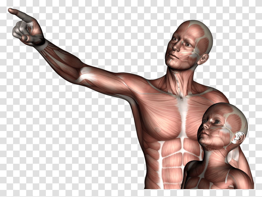 Father Amp Son 3d Anatomy Boy Child Hq Photo Illustration Transparent Png