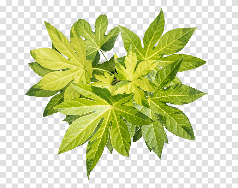 Fatsia Care Maple Leaf, Plant, Tree, Green, Weed Transparent Png