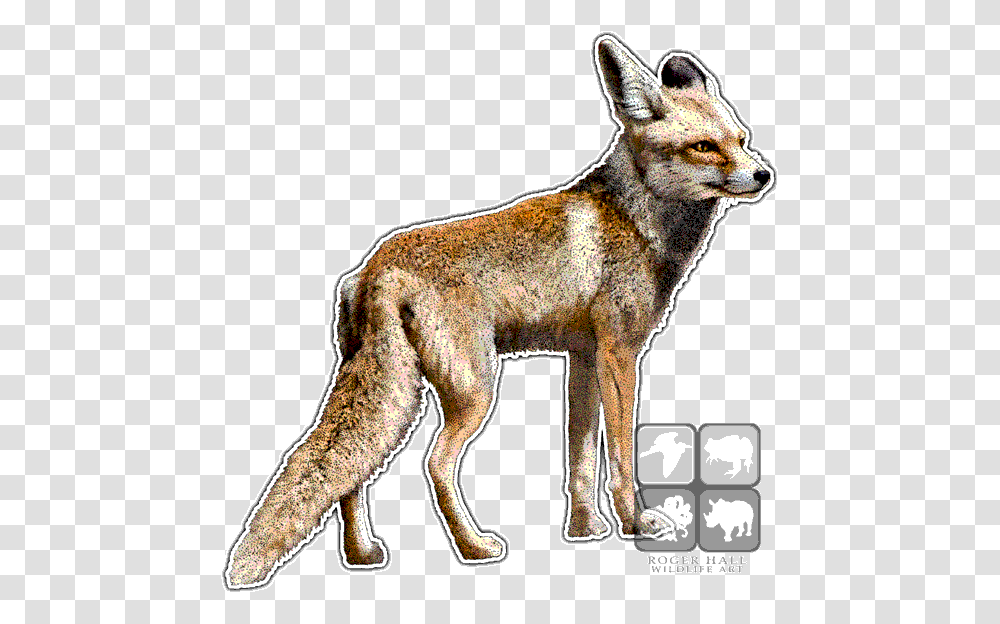 Fauna Of Arabian Peninsula, Coyote, Mammal, Animal, Wildlife Transparent Png