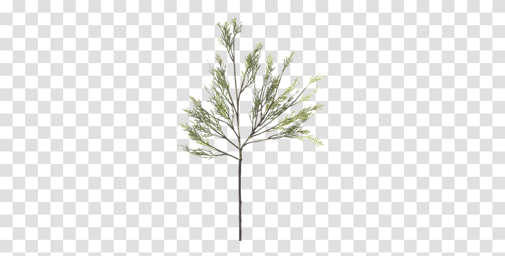 Faux Cypress Branch Pond Pine, Accessories, Accessory, Jewelry, Brooch Transparent Png