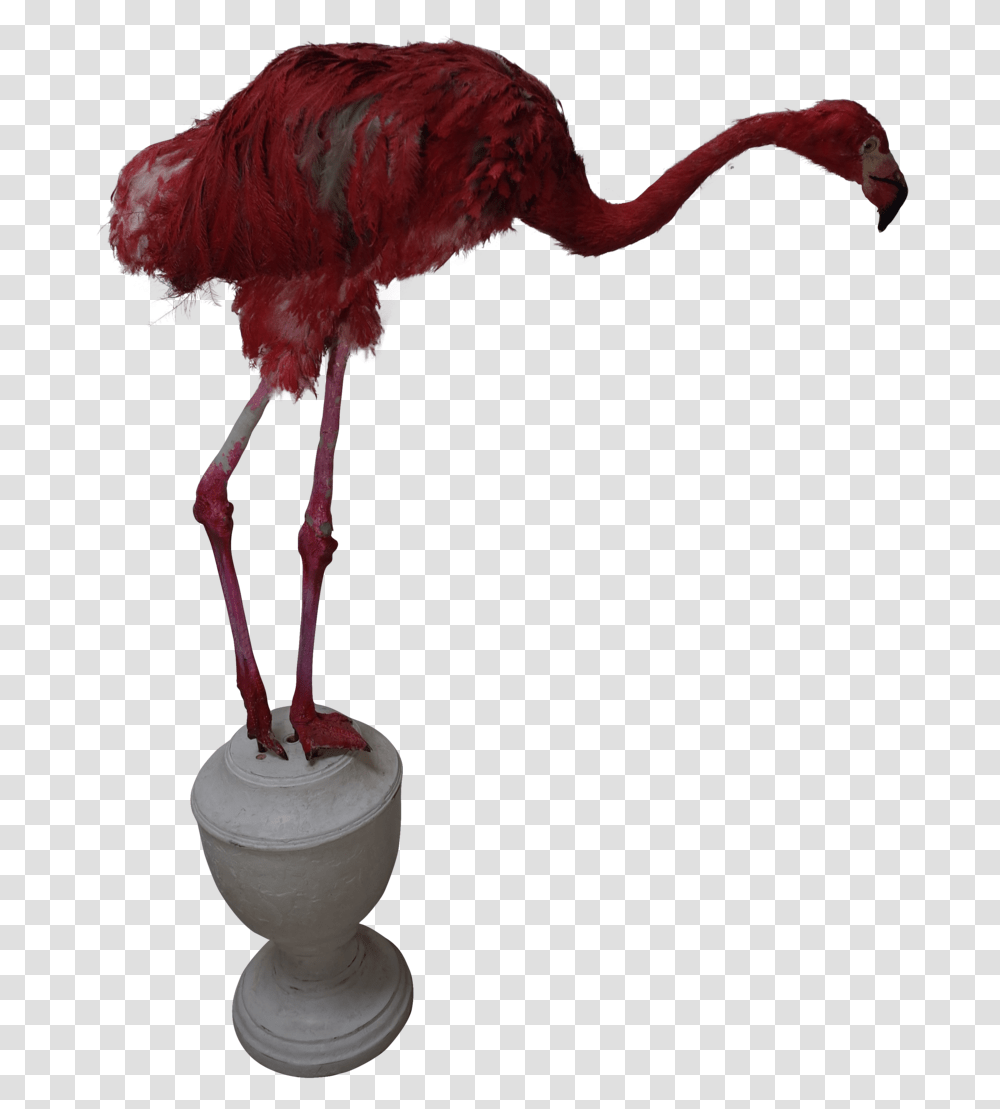 Faux Pink Flamingo Turkey, Bird, Animal, Beak, Lamp Transparent Png