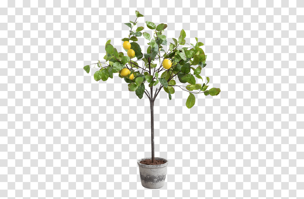 Faux Potted Lemon Tree Potted Lemon Tree Painting, Plant, Citrus Fruit, Food, Produce Transparent Png