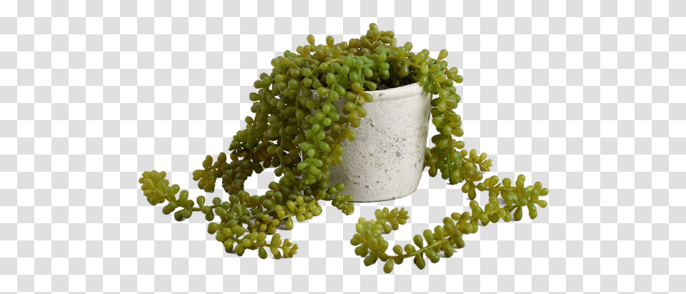 Faux String Of Pearls Plant In Textured Pot Atring Of Pearls Plant, Fruit, Food, Bowl, Grapes Transparent Png