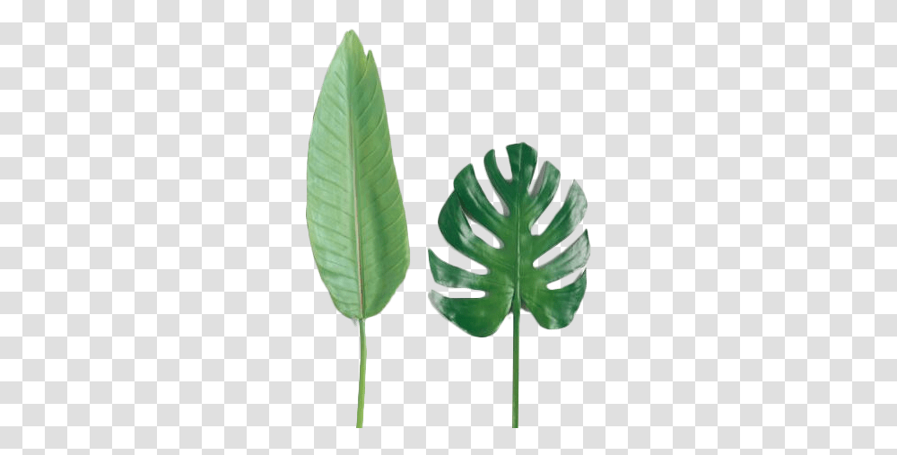 Faux Tropical Leaf Stems Set Of 2 Bird Of Paradise Leaf, Plant, Green, Vegetation, Tree Transparent Png