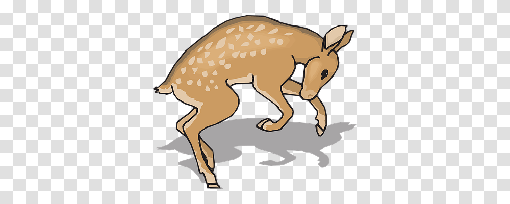 Fawn Nature, Wildlife, Animal, Mammal Transparent Png