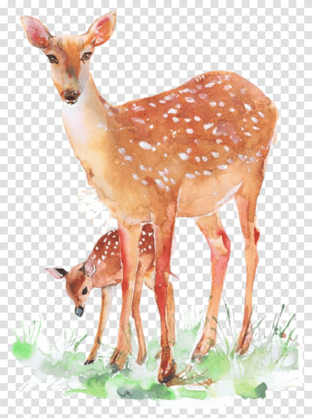 Fawn Doe Deer Babydeer Forest Forestanimals Nature Natu Deer, Wildlife, Mammal, Antelope Transparent Png