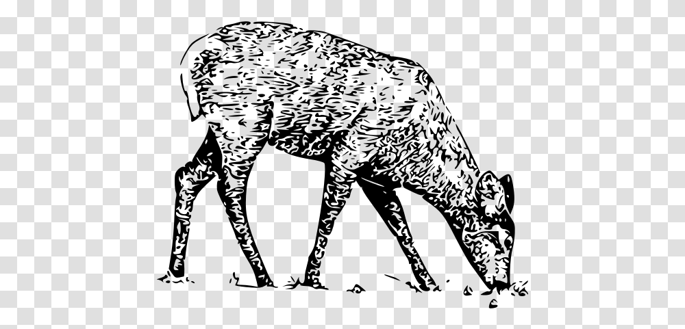 Fawn Line Art Vector Illustration White Tailed Deer, Gray, World Of Warcraft Transparent Png