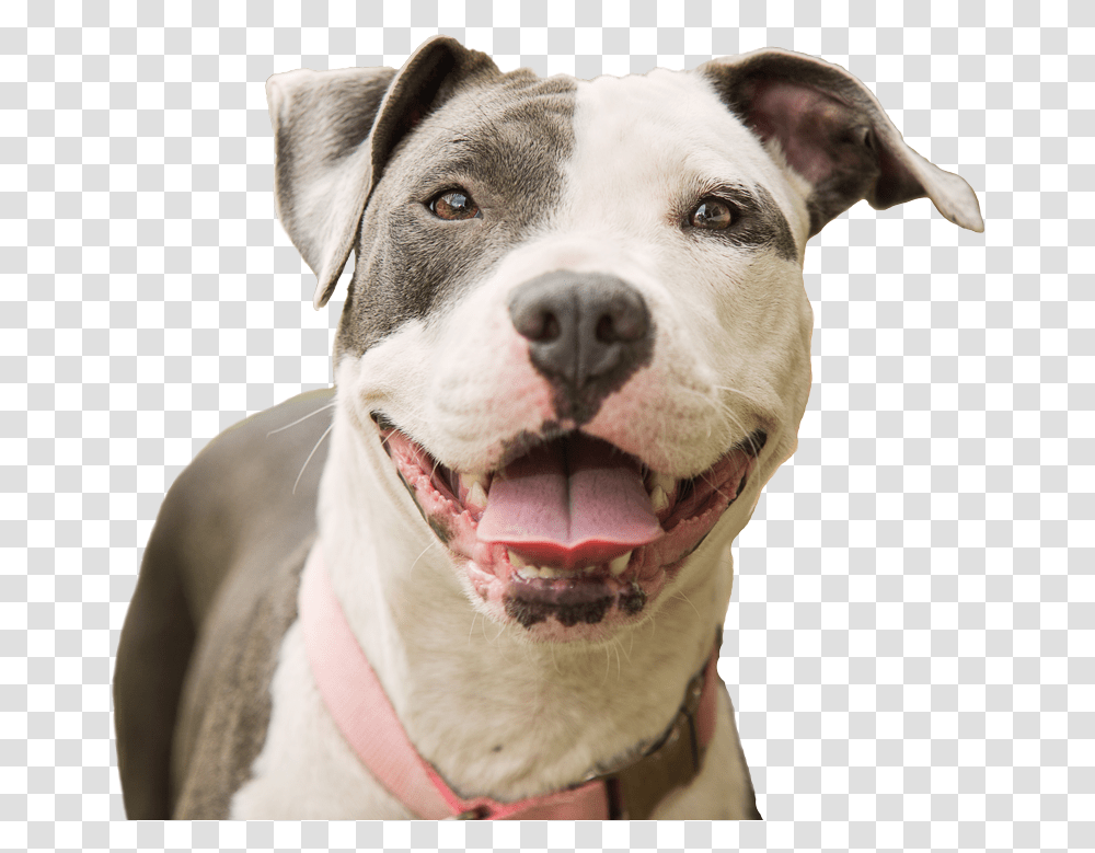 Fayette Regional Humane Happy Pitbull, Bulldog, Pet, Canine, Animal Transparent Png