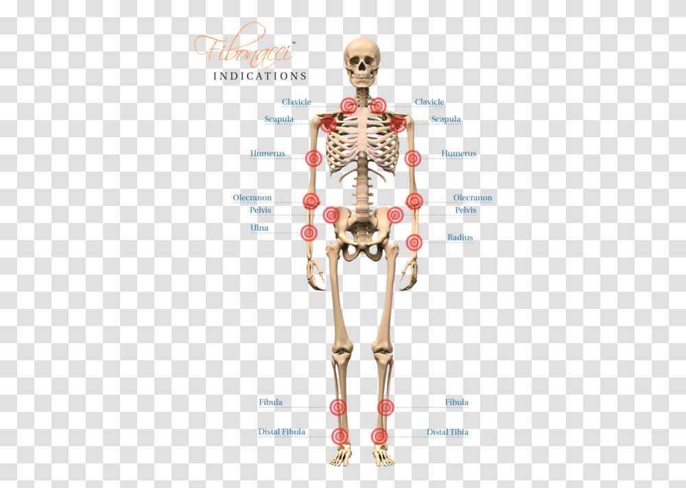 Fb Indications Human Skeleton Images Hd Transparent Png