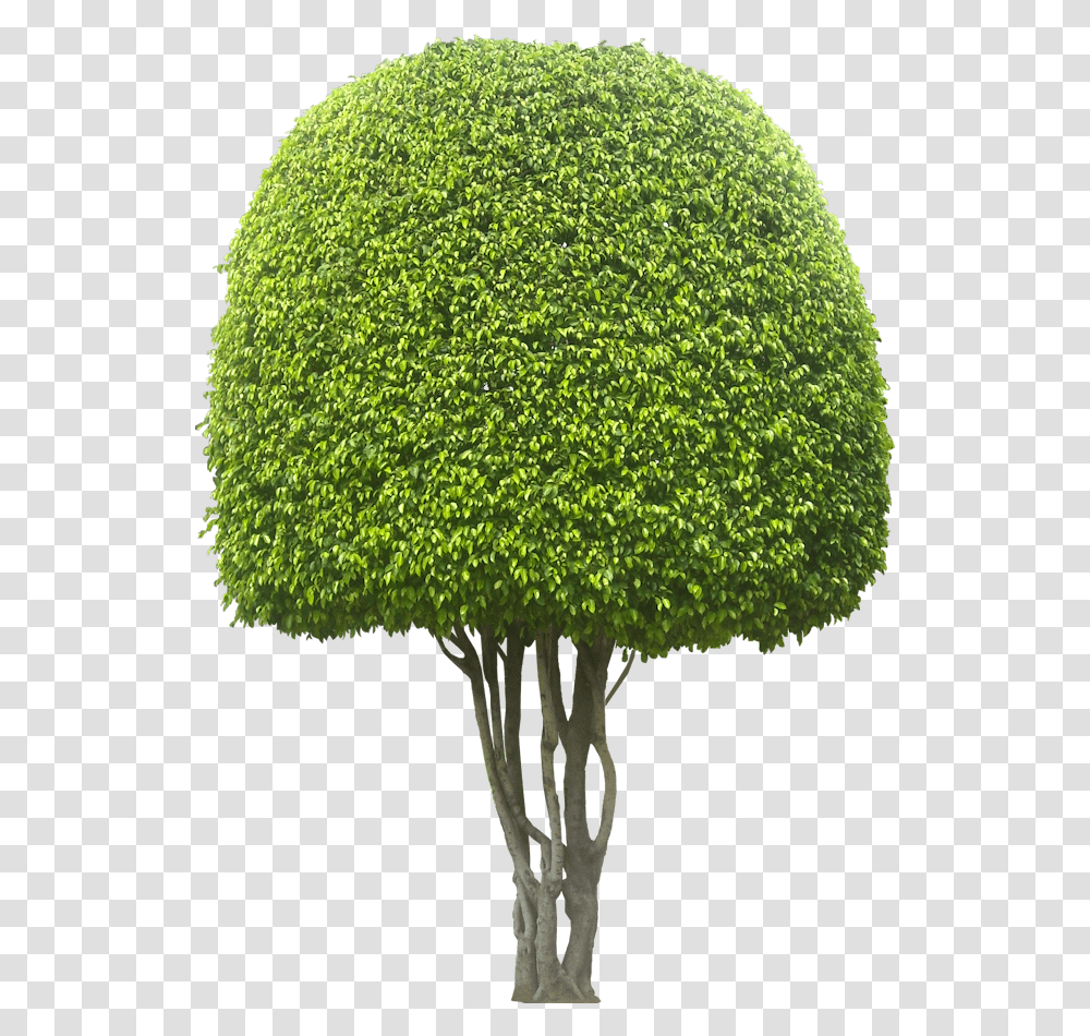 Fbenjaminab L Tree Evergreen Trees South Africa, Plant, Moss, Broccoli, Vegetable Transparent Png