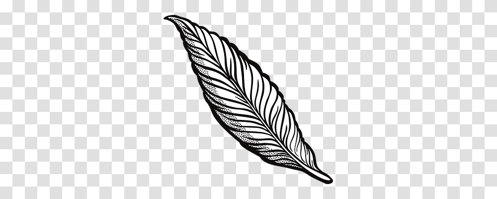 Feather Nature, Leaf, Plant, Zebra Transparent Png