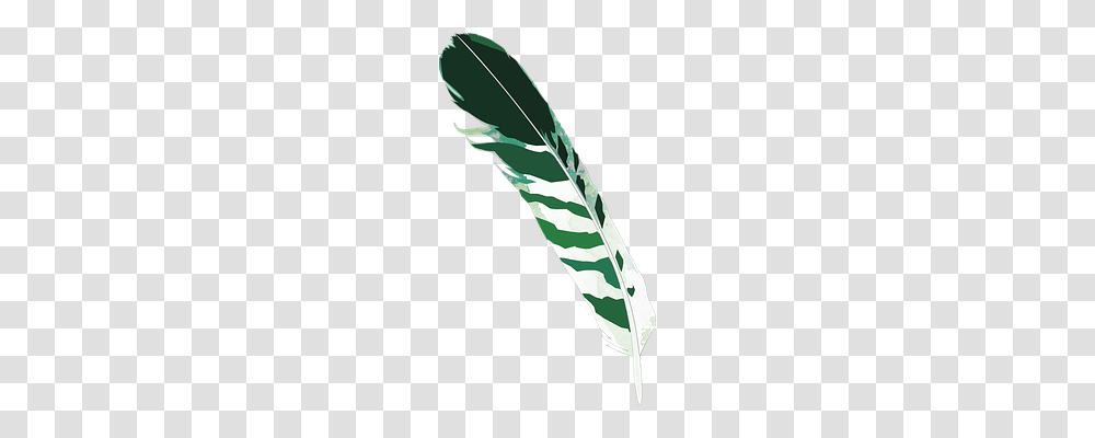 Feather Plant, Sea, Outdoors, Water Transparent Png