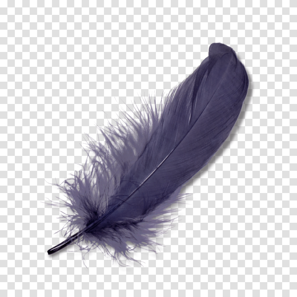 Feather, Animals, Bird, Bottle, Ink Bottle Transparent Png