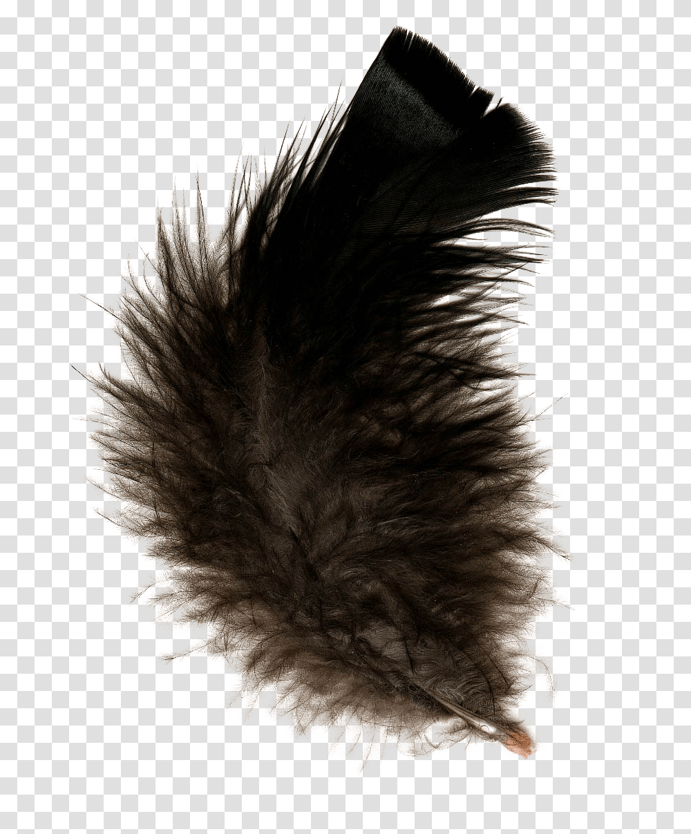 Feather, Animals, Fur, Bird, Cat Transparent Png