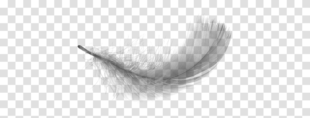 Feather, Animals, Gray, World Of Warcraft Transparent Png