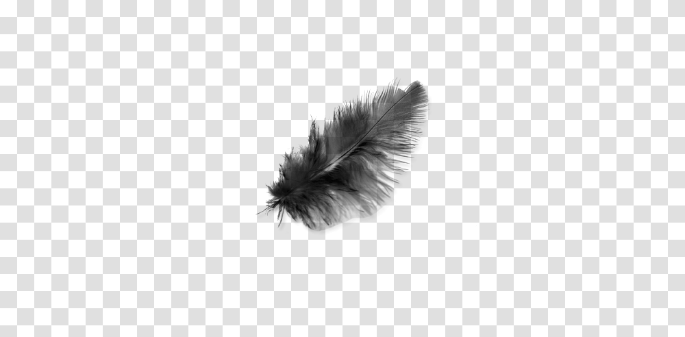 Feather, Animals, Gray, World Of Warcraft Transparent Png