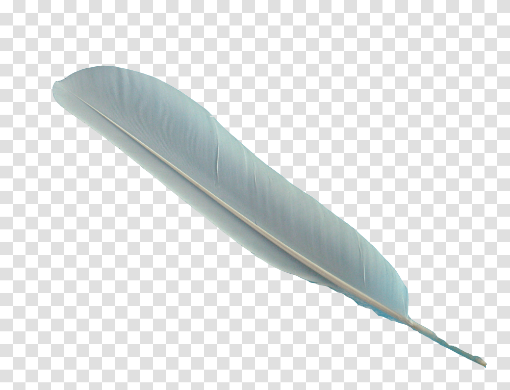 Feather, Animals, Leaf, Plant, Bottle Transparent Png