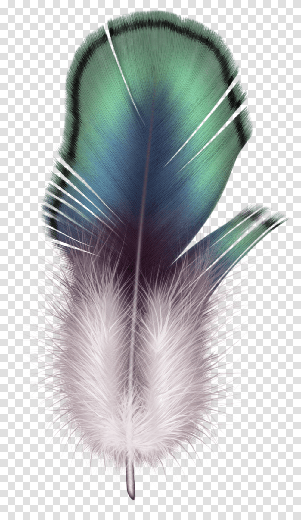 Feather, Animals, Lighting, Ornament, Pattern Transparent Png