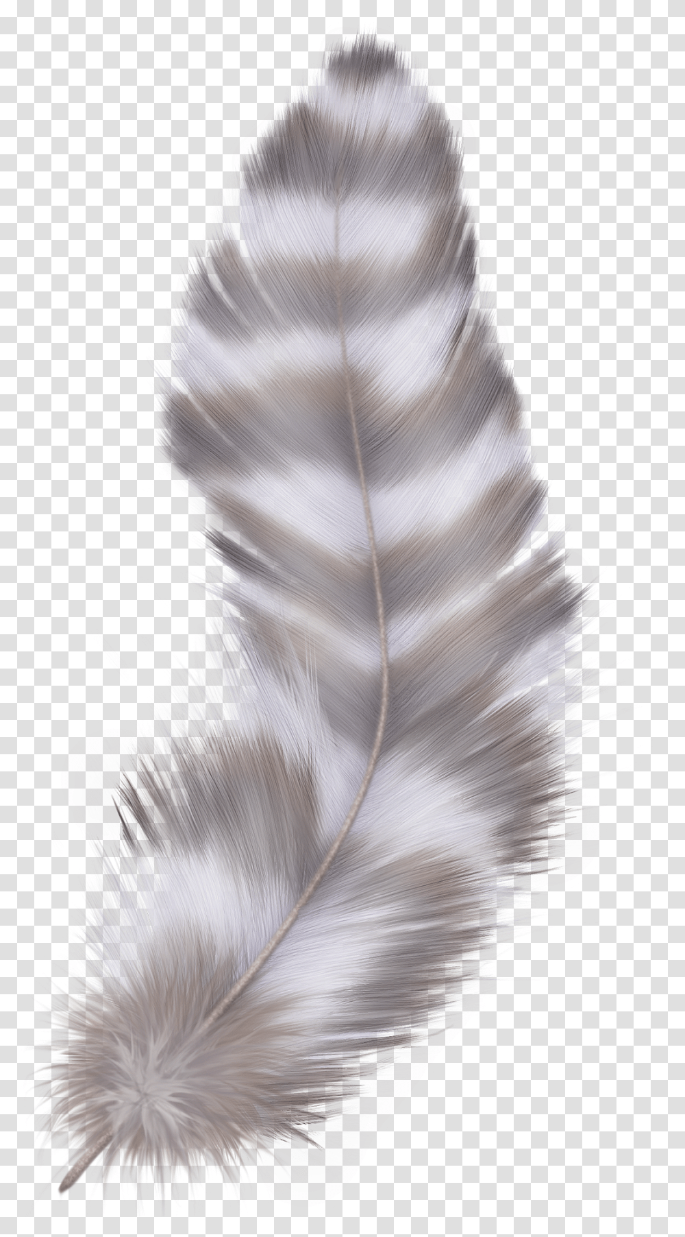 Feather, Animals, Monitor, Screen, Electronics Transparent Png