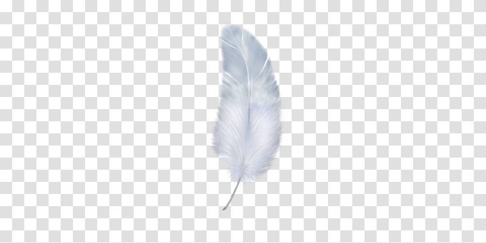Feather, Animals, Head, Brush Transparent Png