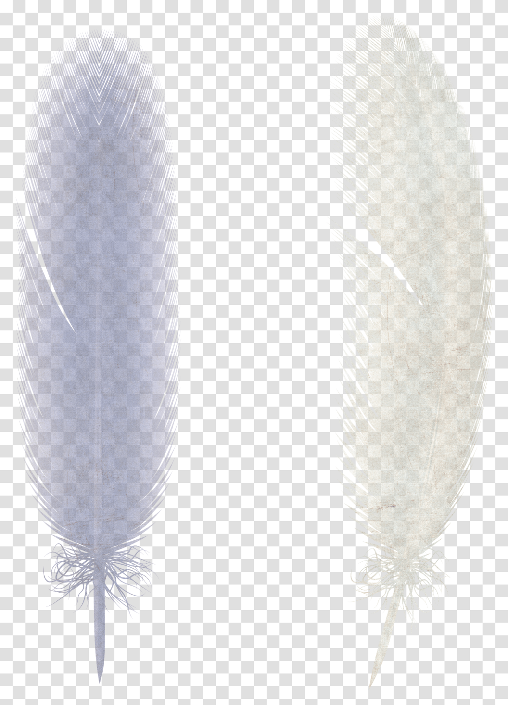 Feather, Animals Transparent Png