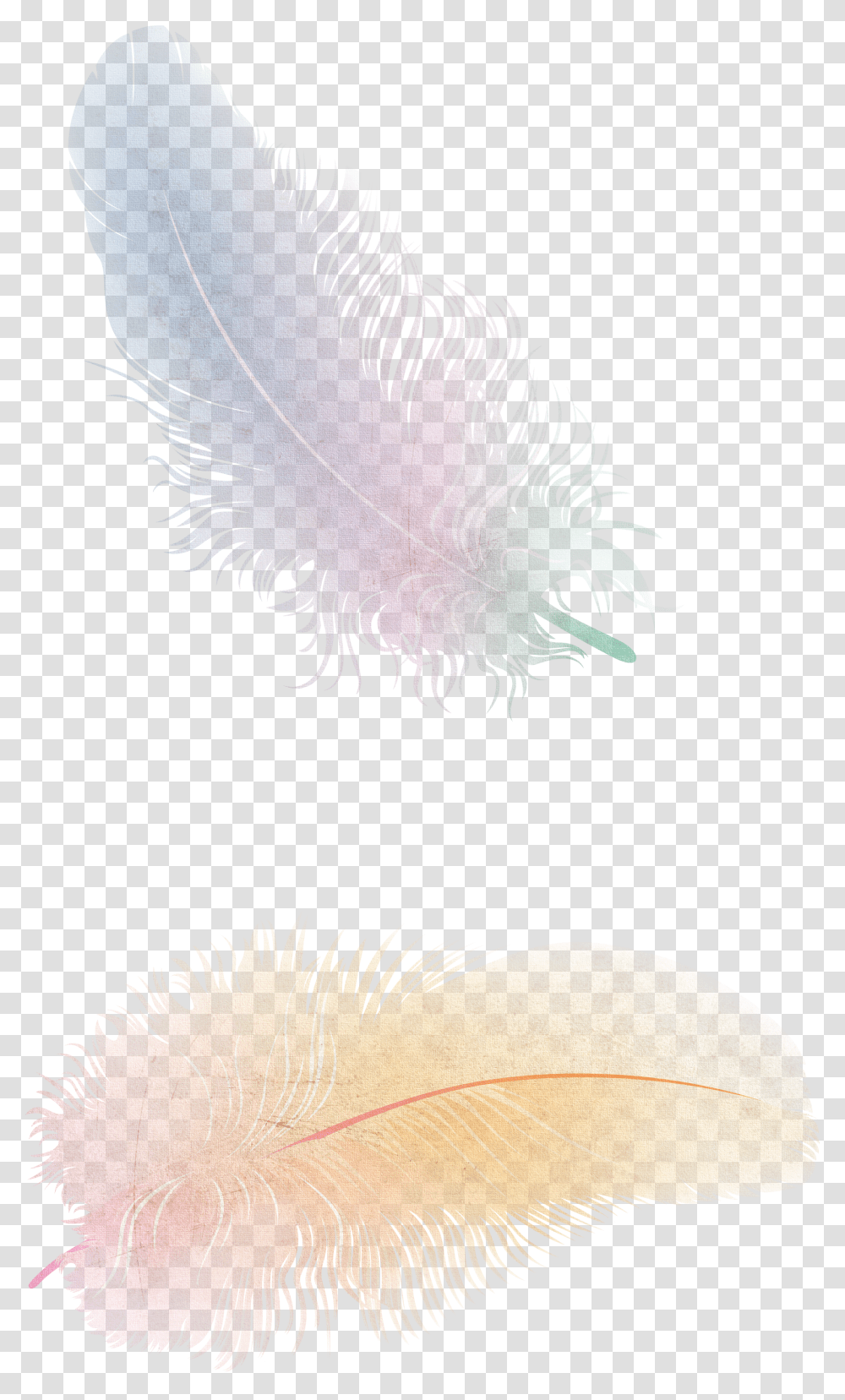 Feather, Animals Transparent Png