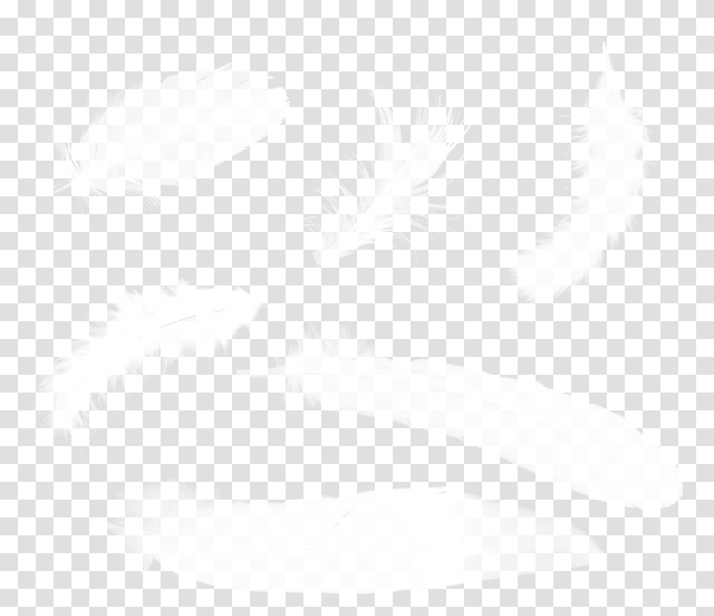 Feather, Animals, White, Texture, White Board Transparent Png