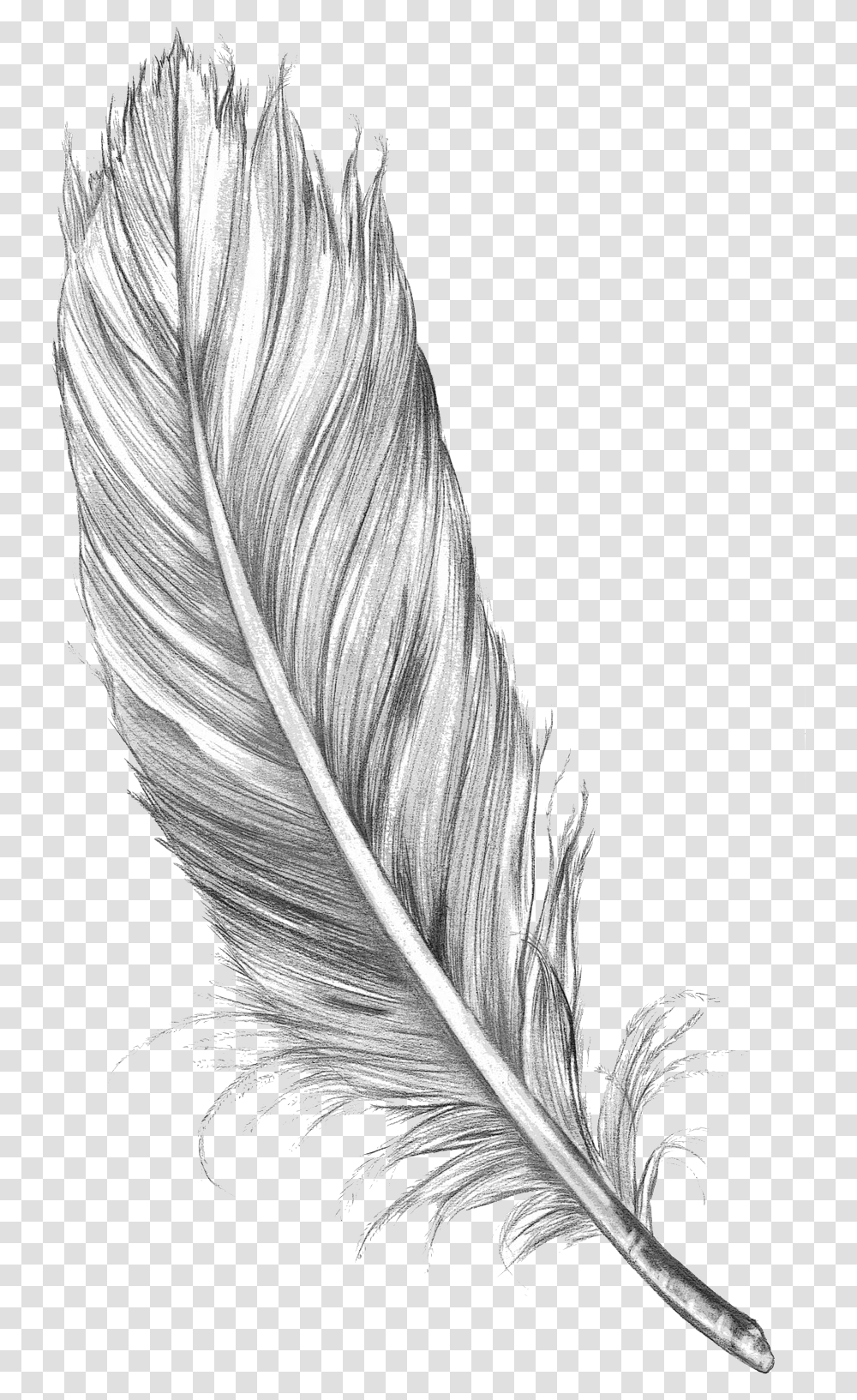 Feather Art Drawing Sketch Bird Free Hd Image Clipart Feather Sketch, Animal, Bottle, Ink Bottle Transparent Png