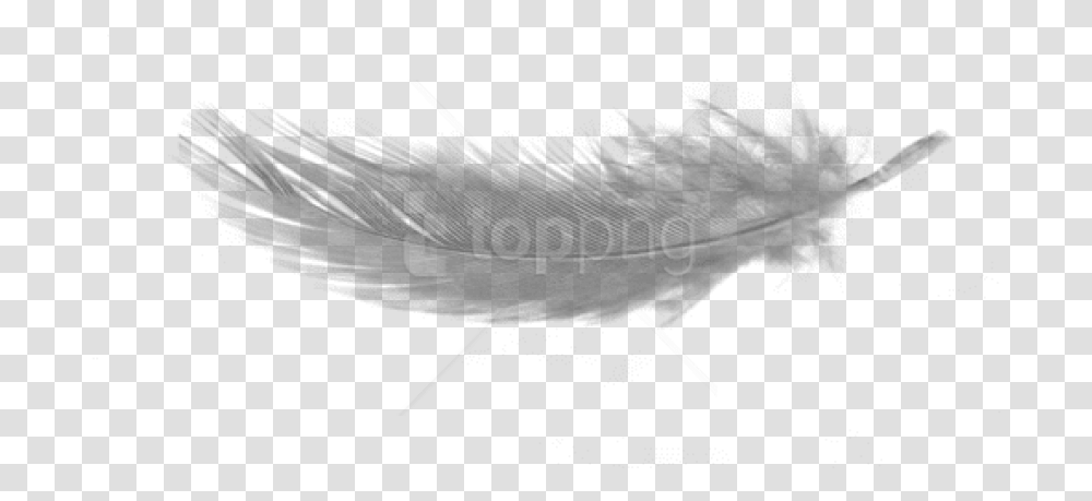 Feather Background Feather, Insect, Invertebrate, Animal, Termite Transparent Png