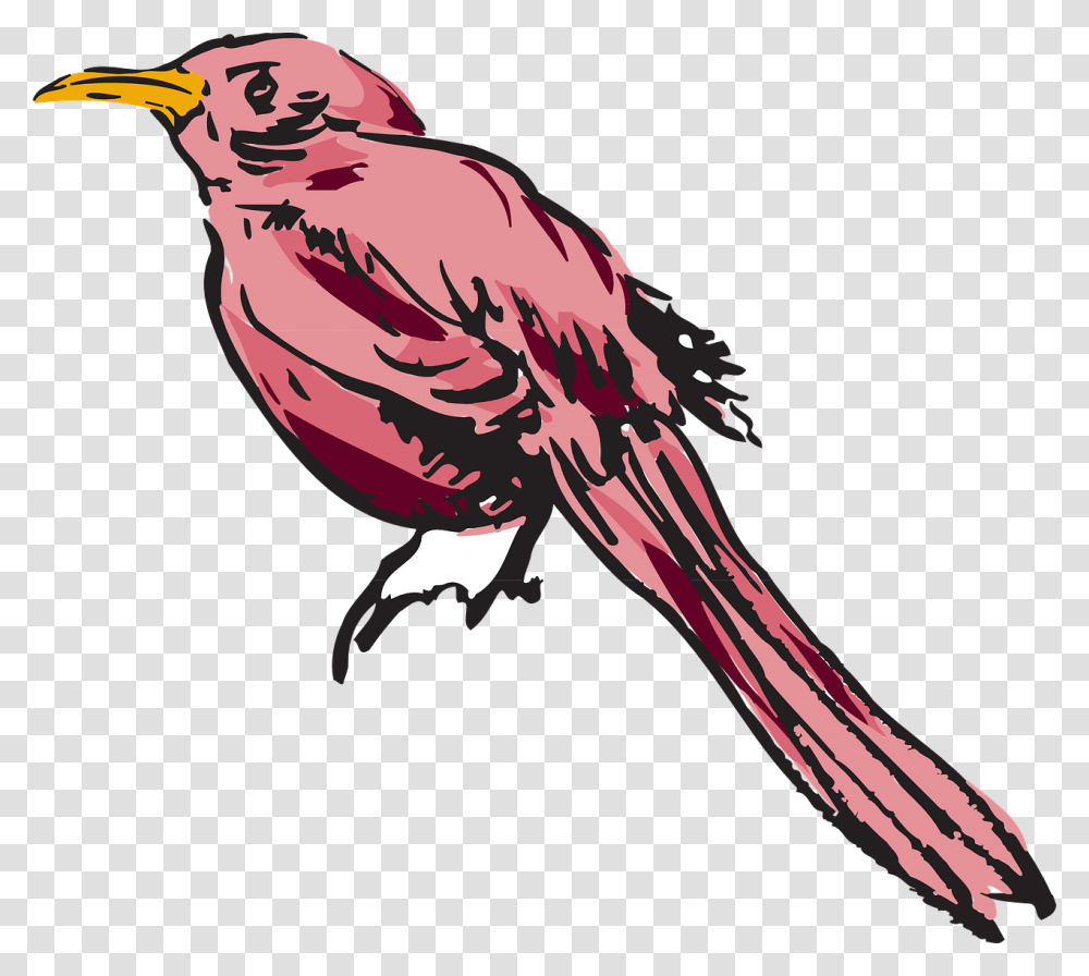 Feather, Bird, Animal, Beak, Finch Transparent Png