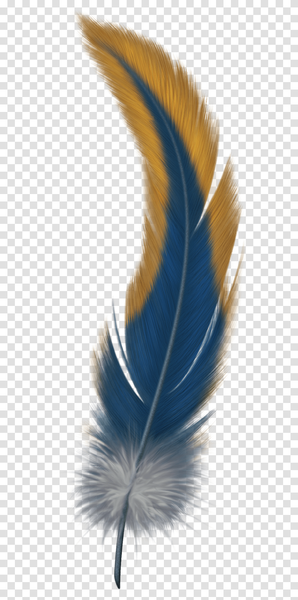 Feather Bird Of Paradise Feather, Veins, Plant Transparent Png