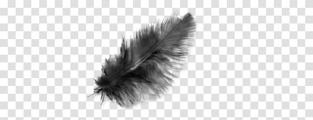 Feather Black Image, Gray, World Of Warcraft Transparent Png