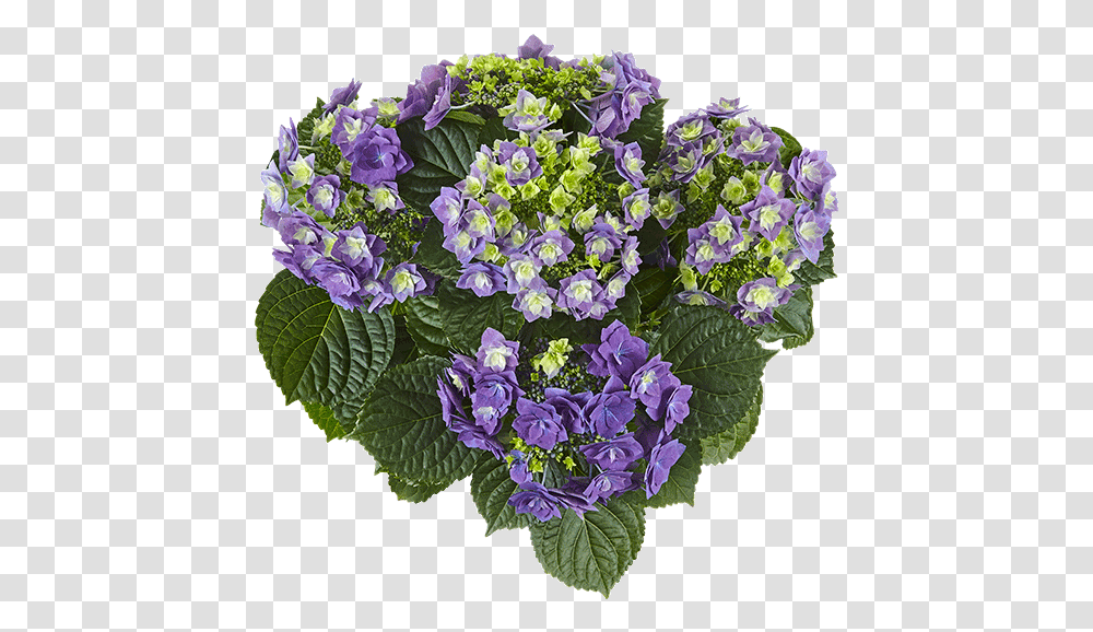 Feather Blue Ktterheinrich Bouquet, Plant, Flower, Blossom, Flower Bouquet Transparent Png
