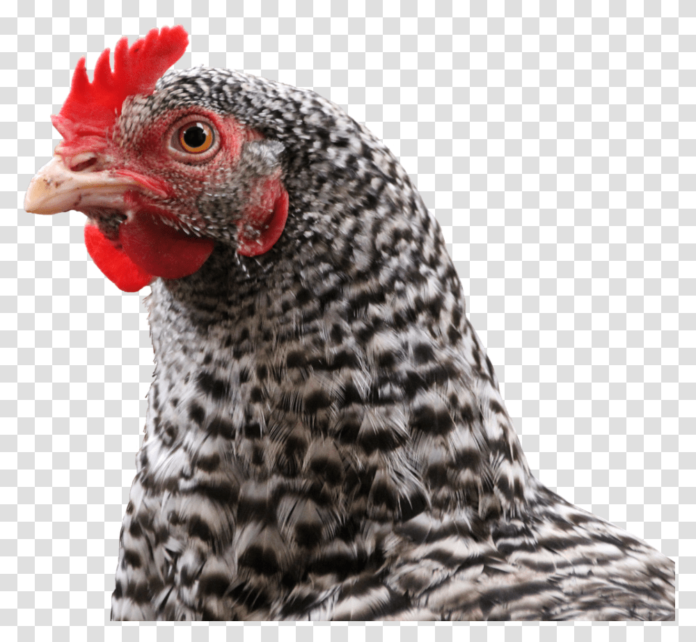Feather Chicken, Hen, Poultry, Fowl, Bird Transparent Png