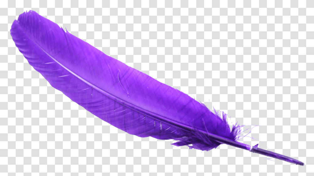 Feather Clipart Background Feather Clipart, Purple, Petal, Flower, Plant Transparent Png