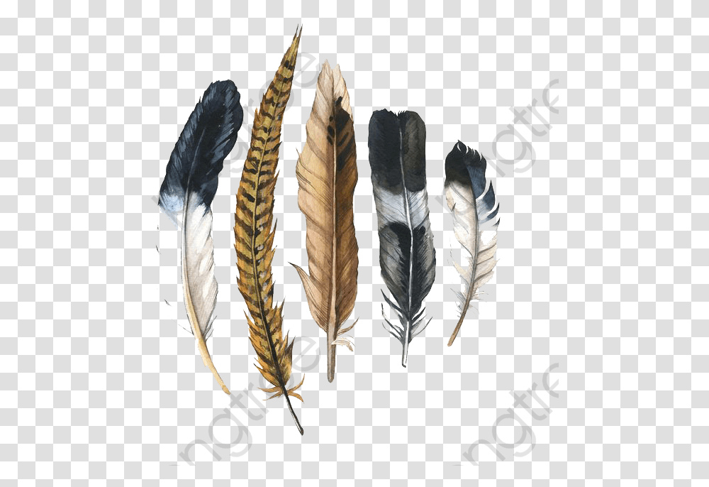 Feather Clipart, Leaf, Plant, Grass, Fish Transparent Png