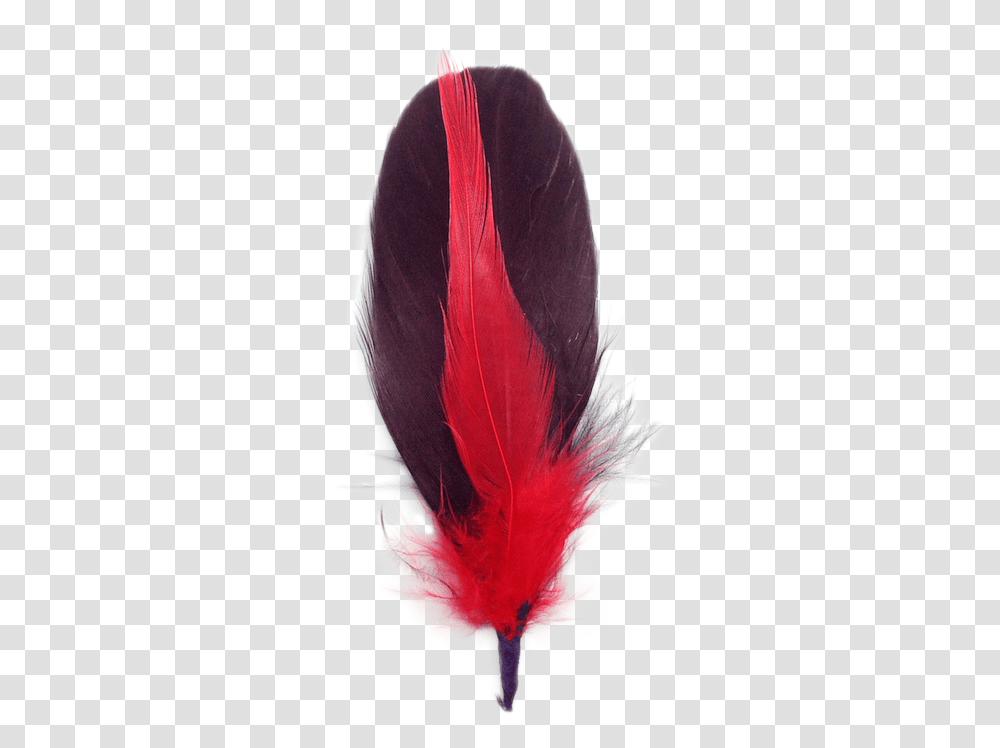 Feather, Plant, Flower, Person Transparent Png