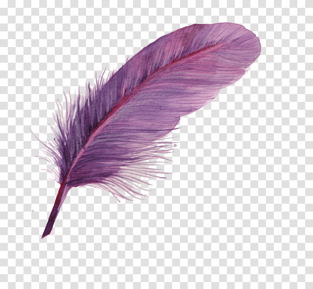 Feather Download Feather Icon, Bird, Animal, Bottle Transparent Png