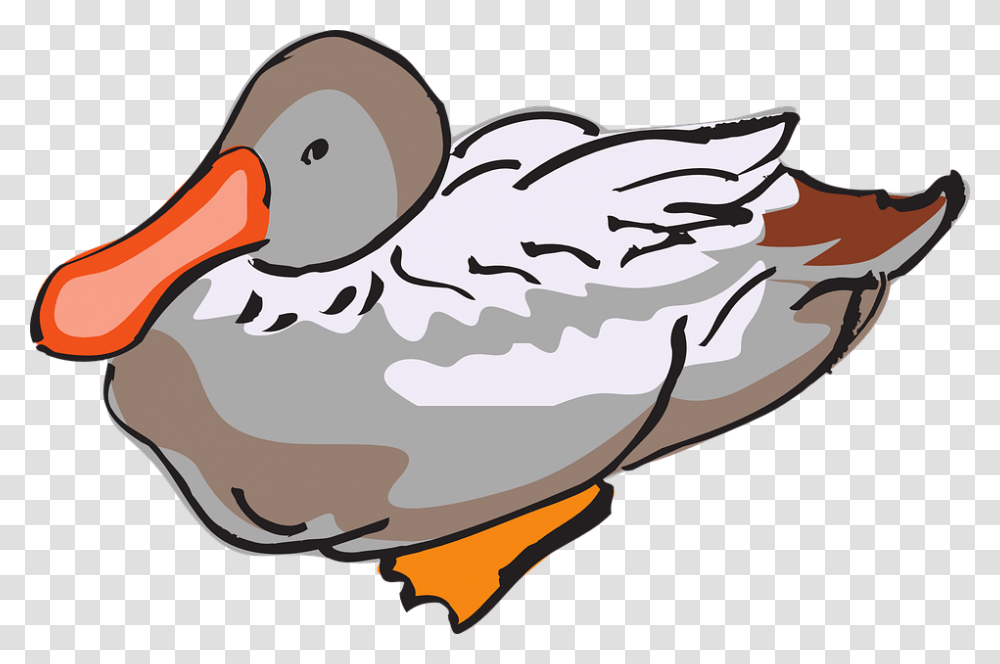Feather Duck Clipart Explore Pictures, Bird, Animal, Waterfowl, Anseriformes Transparent Png