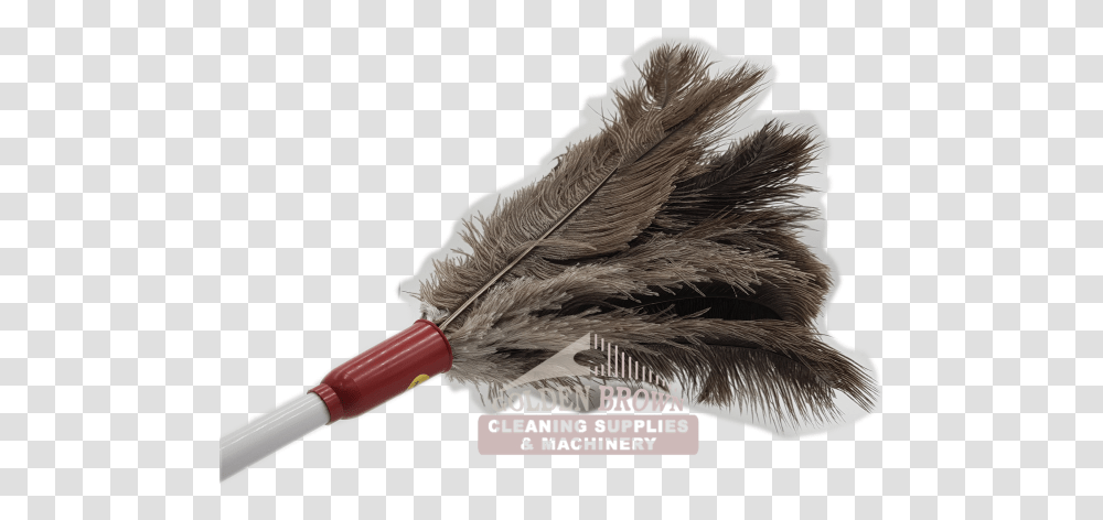 Feather Duster, Bird, Animal, Bottle, Pen Transparent Png