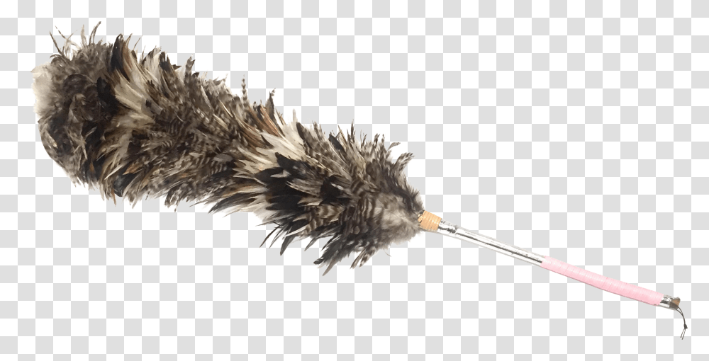 Feather Duster Feather Boa, Brush, Tool, Toothbrush, Bird Transparent Png
