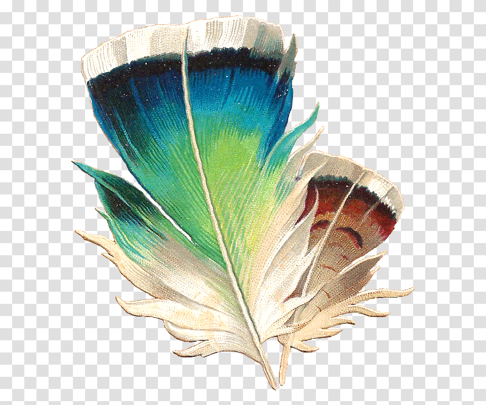 Feather Feather Clip Art, Leaf, Plant, Butterfly, Insect Transparent Png